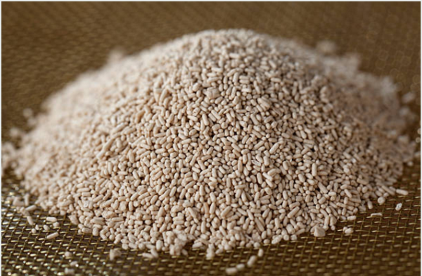 yeast là gì